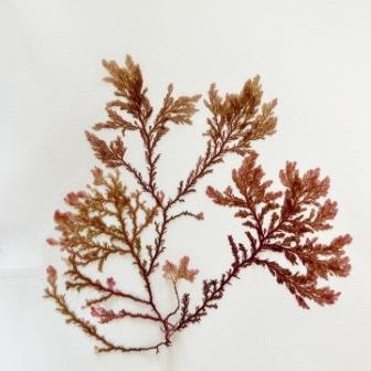 Seaweed inspirations