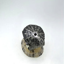 Load image into Gallery viewer, Sennen Cove adjustable limpet shell oxidised ring