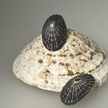 Load image into Gallery viewer, Porthmeor beach St Ives oxidised limpet earrings