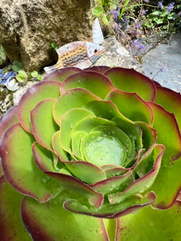 Secret gardens of St Ives